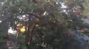 Тюменский сад