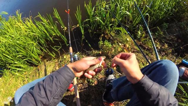 Ловля КАРАСЯ В ОКТЯБРЕ в сильный ветер. Старая добрая СНАСТЬ ПРОБКА смотреть онлайн