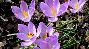 9 марта 2020/ Вышла из дома и ОБОМЛЕЛА!/ Белгород