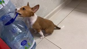 Любимая игрушка в 2 месяца у нашего Басенджи /Basenji's favorite toy at 2 months old