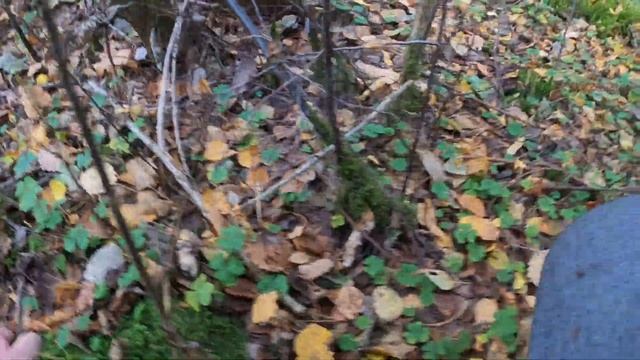 Прогулки по лесу. Собираю польские грибы. смотреть онлайн