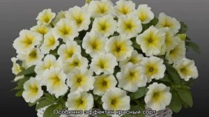 Цветы петуния — характеристики лучших сортов Тайдал и Джоконда