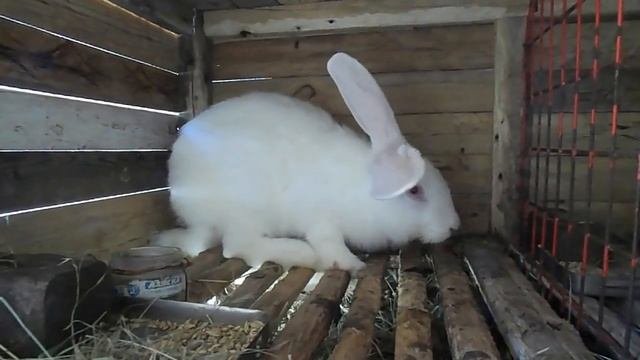 Можно ли кроликам клевер. Кролиководство в домашних условиях