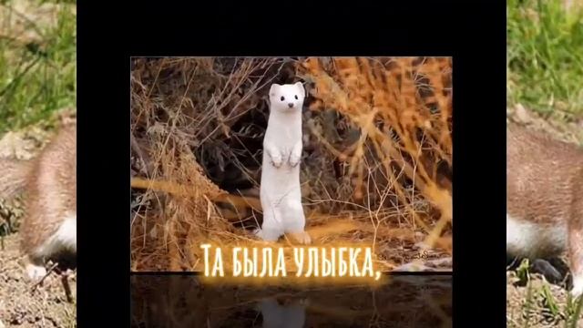 Горностай #shorts смотреть онлайн