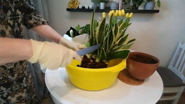 Сеньсивьерия ! Зачем ты рвёшь горшок! смотреть онлайн