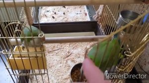 СОДЕРЖАНИЕ ПОПУГАЯ. КАК ОБОГАТИТЬ СРЕДУ ОБИТАНИЯ ПОПУГАЯ / THE CONTENTS OF A PARROT