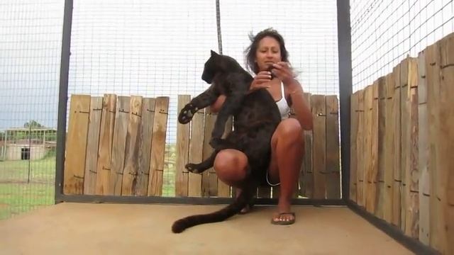 Игривая неугомонная маленькая черная кошка смотреть онлайн