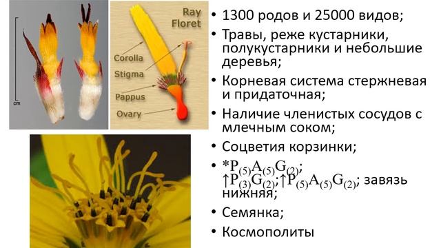 Пасленовые Сложноцветные ч 1