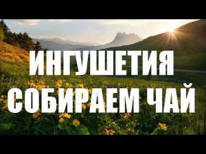 #ИНГУШЕТИЯ СОБИРАЕМ ЧАЙ - БАРАКАТ ВСЕВЫШНЕГО