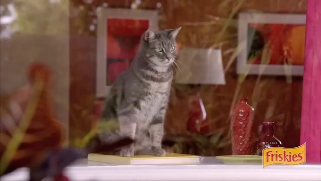 Позитивная реклама с кошками смотреть онлайн