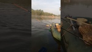 Ловля сазана,р Ахтуба 13.07.19 Маляевка