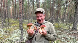 Боровики и удачная разведка наших мест в сосновом лесу Приозерска.