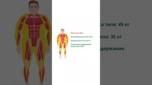 Что такое эффект йо-йо? Как эффект йо-йо влияет на фигуру? Как НЕ нужно худеть!