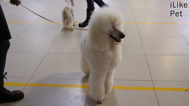 6 интересных фактов о пуделях смотреть онлайн