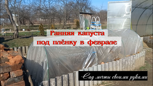 Капуста ранняя под плёнку в феврале