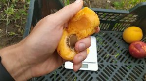 абрикос Вірослива, Сирена, Фаралія, Абориген 18