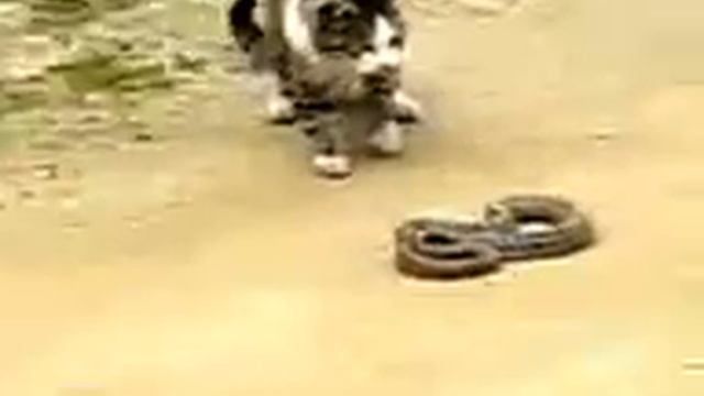 кот против змеи.3gp смотреть онлайн