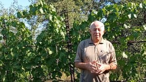 @Полив винограда Схемы полива Уход за виноградом
