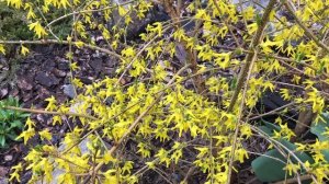 Форзиция / цветение, уход, размножение