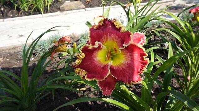 Лилейник BORN TO RUN смотреть онлайн