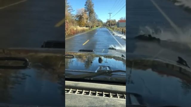 Лососи переходят дорогу на реке Skokomish River, штат Вашингтон