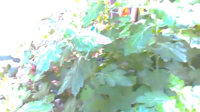 Домашняя ящерица: яйца рептилии!! смотреть онлайн