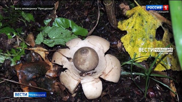 В Чувашии обнаружили редкие "земляные звезды" смотреть онлайн
