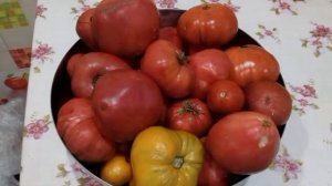 Что я делаю из перезревших помидор