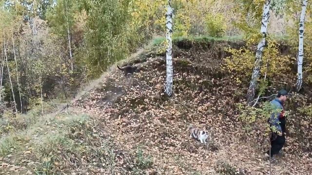 Жизнь Дачная #77. Рататуй, хреновинка, отъезд смотреть онлайн