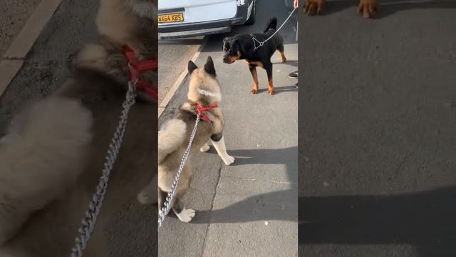 American akita Rottweiler