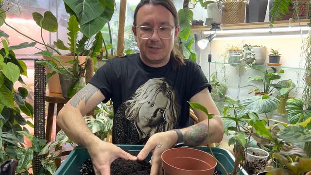 KOLEKCJA SYNGONIUM #rośliny #roślinydomowe #syngonium смотреть онлайн