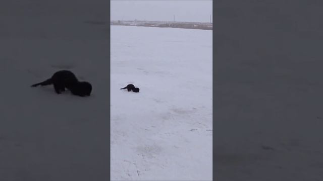 СМЕЛАЯ КАКАЯ!