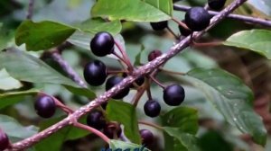 Крушина или Жостер. Съедобное растение в лесу