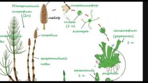 Биология с нуля. Ч.8. Хвощи