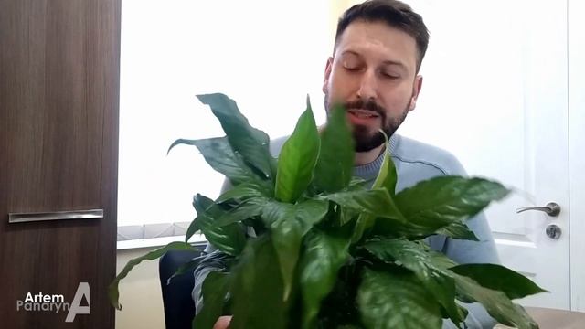 СПАТИФИЛЛУМ ? уход пересадка и полив ? особенности выращивания  #спатифиллум #цветы