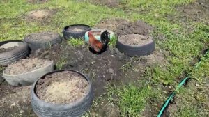 ПРОИСШЕСТВИЕ В ХОЗЯЙСТВЕ! Бентамки декоративные! Голландские белохохлые! Куры и Индоутки! ???