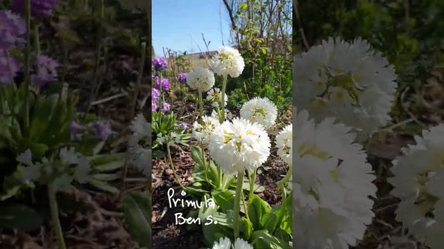 My white primula in our garden. April 2020