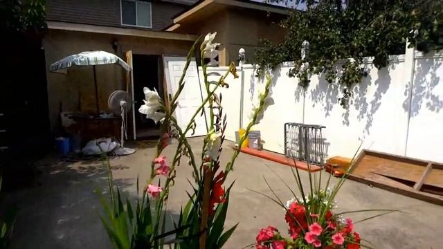 Америка 2018 г//Наш огород в Америке //Моя ЭКО доченька // Как восстановились мои цветы смотреть онлайн