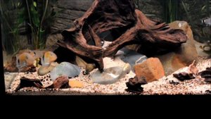 29 7 2012 Guianacara owroewefi