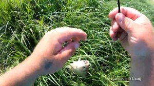 КАРАСИ НАШИ!!! КАРАСИ БОГАТЫРИ!!! ЛОВЯТСЯ ОНИ ЗДЕСЯ!!! СИБИРСКИЙ СТРАННИК РЫБАЛКА