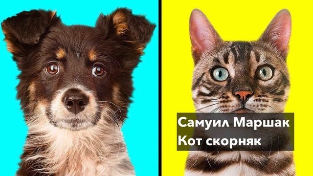 Почему кошки не любят собак? История для детей смотреть онлайн