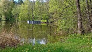 4. Кучинский лесопарк - Kuchinsky Forest Park