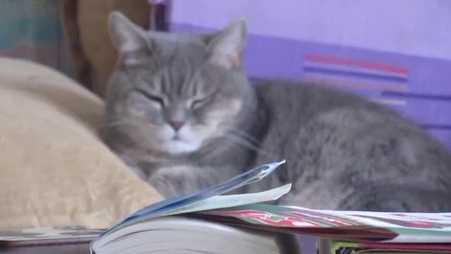 British Shorthair Cat | Британская короткошерстная кошка лежит на диване