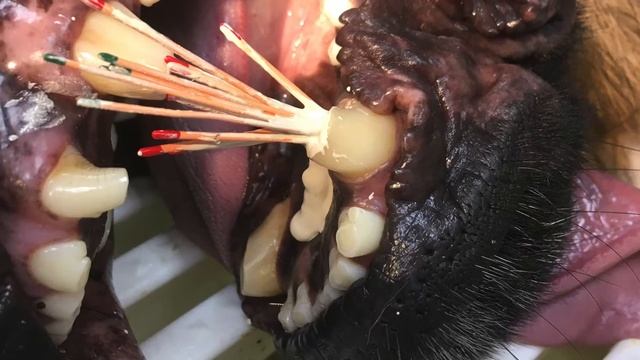 Лечение зубов собаке-кусаке смотреть онлайн