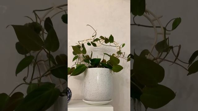 Филодендрон Миканс в новом горшочке 😍КРАСОТА🪴🌱❤️