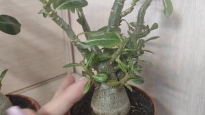 АДЕНИУМЫ на подвой НОВИНКИ #адениум #bonsai #adenium