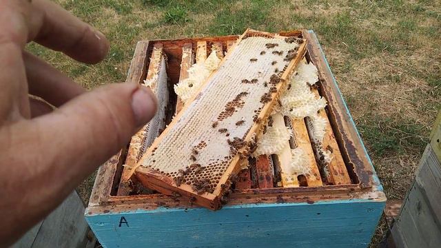 Часть1.Как сработали на акации бакфаст и карника в разных ульях. смотреть онлайн