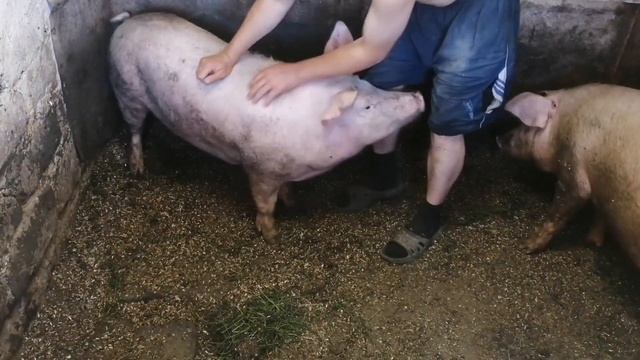 Замер свиней?узнаем вес смотреть онлайн