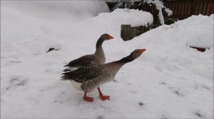 Матроскин и его друзья