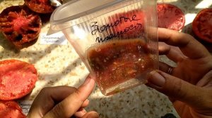 Как собрать семена томатов?